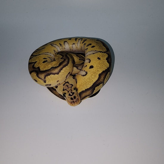Pastel Clown Ball Python by Hella Balls Royal Python Breeder