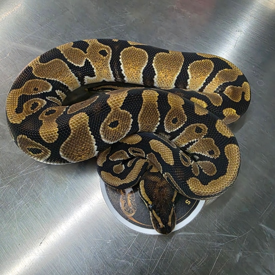 Het Sunset Het Clown Ball Python by Hella Balls Royal Python Breeder