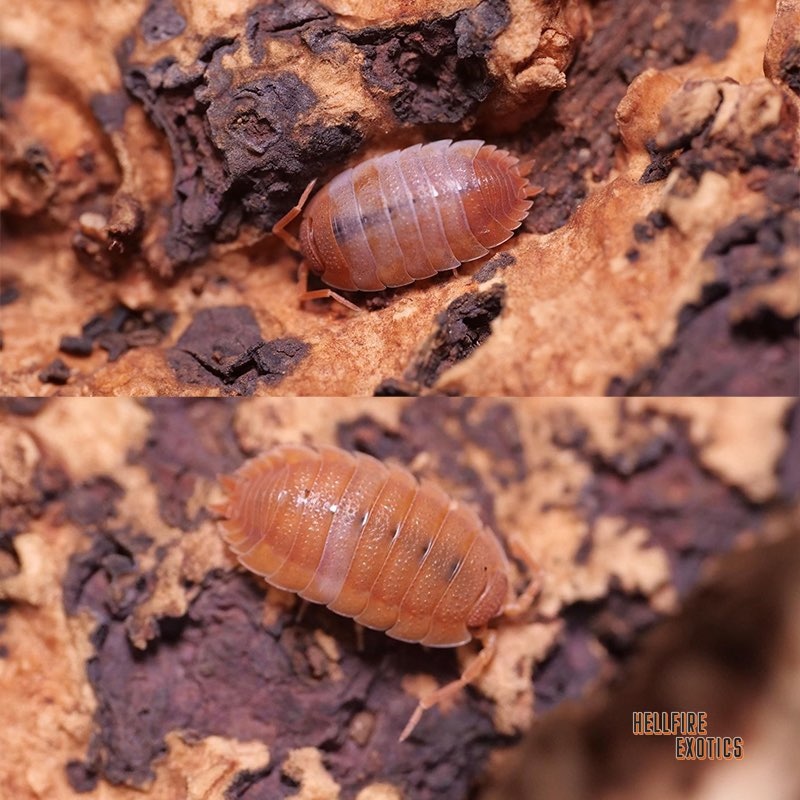 X10 Porcellio Scaber Orange Pied Isopod by Hellfire Exotics MorphMarket