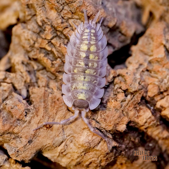 X10 Porcellio Haasi Giant Isopod by Hellfire Exotics