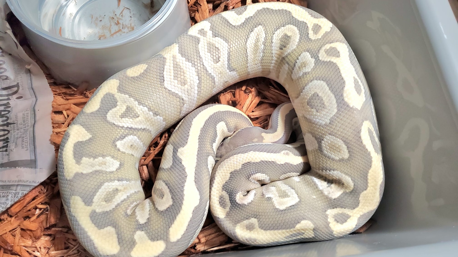 Hypo Fire Mojave Ball Python by California Constrictors - MorphMarket