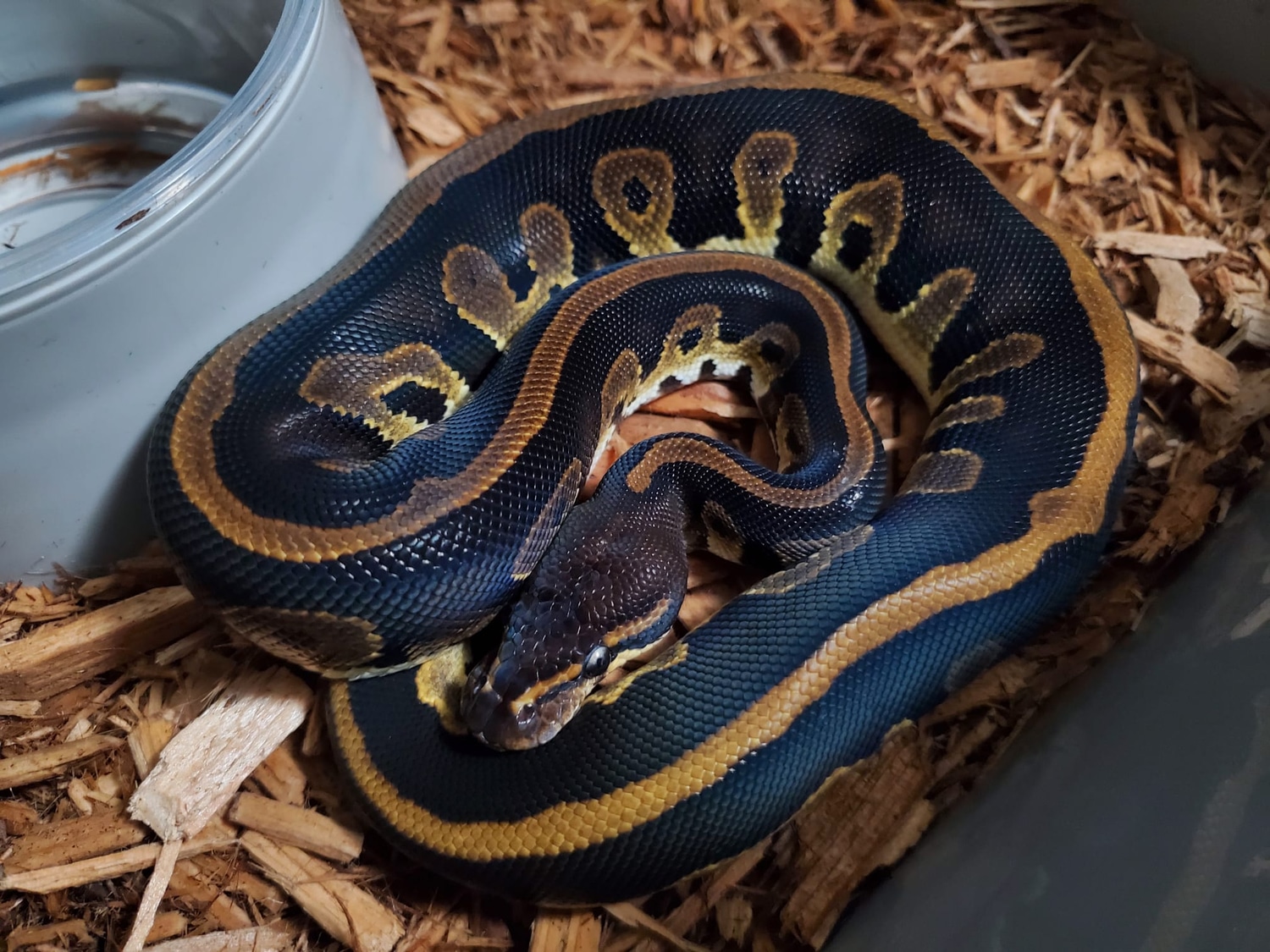 Blackhead Leopard Het Hypo Ball Python by California Constrictors ...