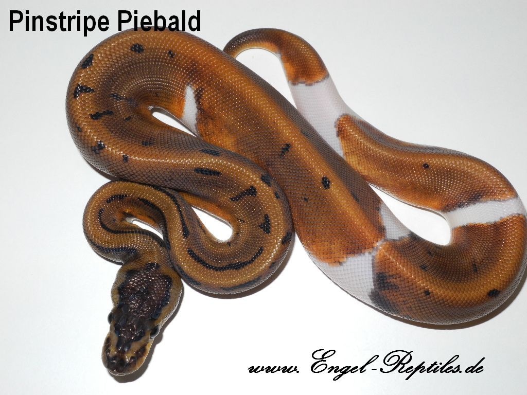 Pinstripe Piebald Ball Python by EngelReptiles MorphMarket