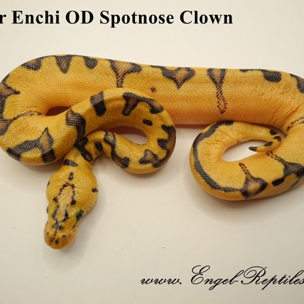 Super Enchi OD Spotnose Clown Ball Python