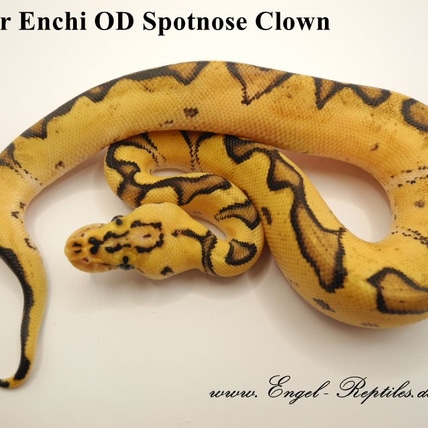 Super Enchi OD Spotnose Clown Ball Python