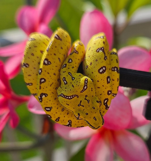 Designer GTP Green Tree Python by Hensley Herps