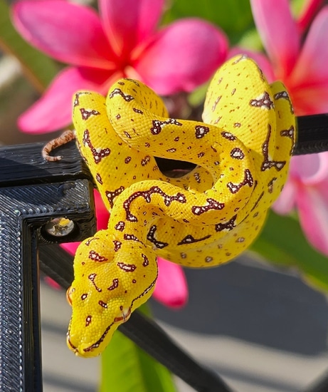 Designer GTP Green Tree Python by Hensley Herps