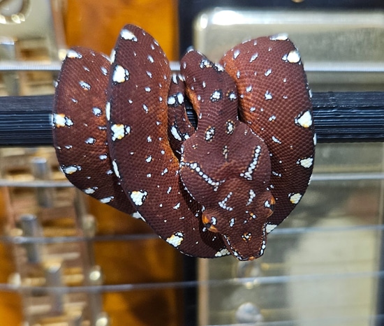 Designer GTP Green Tree Python by Hensley Herps