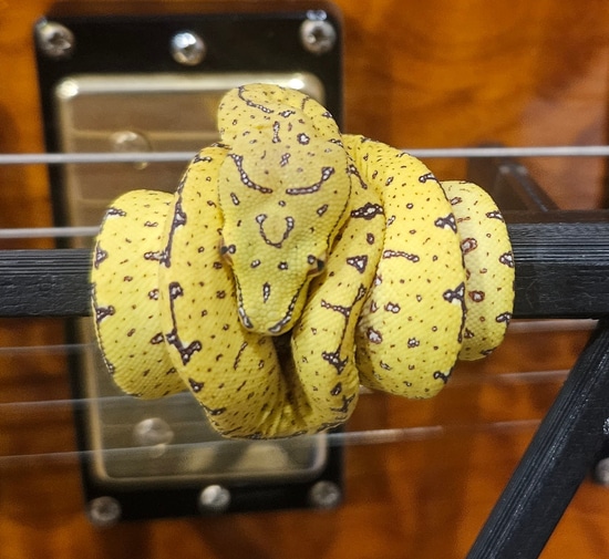 Designer GTP Green Tree Python by Hensley Herps