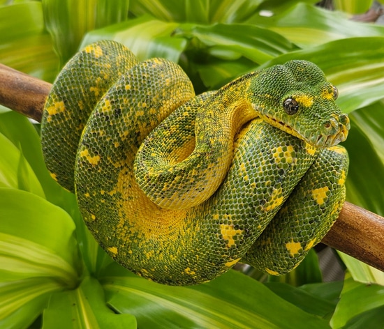 Designer Green Tree Python by Hensley Herps