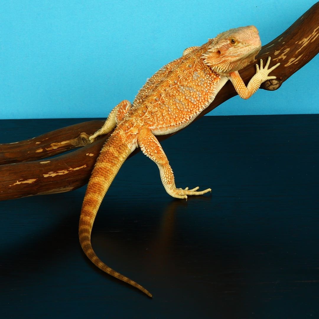 Orange Central Bearded Dragon by HereBDragons MorphMarket
