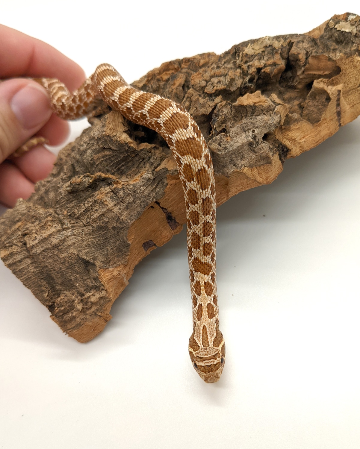 Het Coral Western Hognose by Herpecology MorphMarket