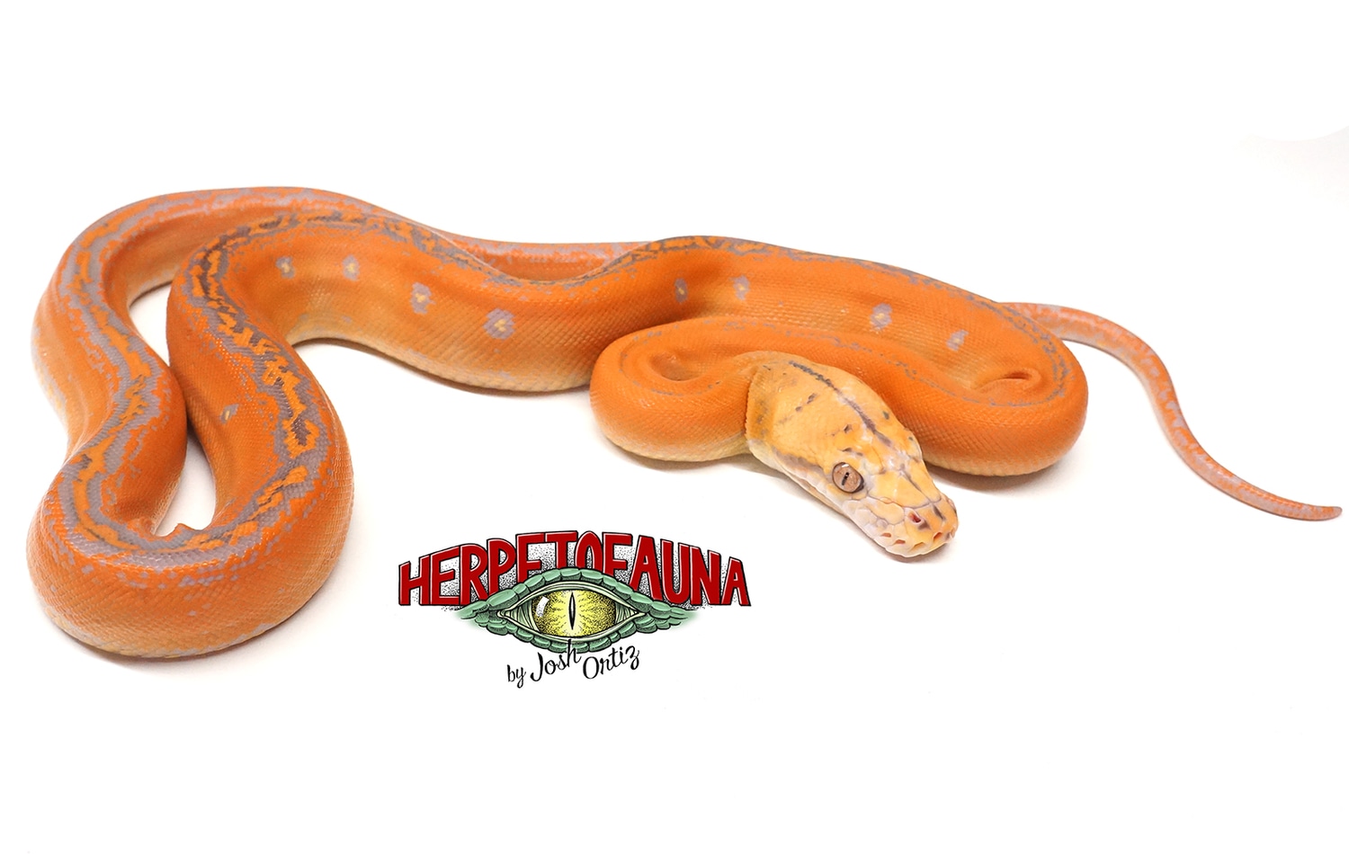 Citrus Albino Goldenchild Reticulated Python by Herpetofauna by Josh ...