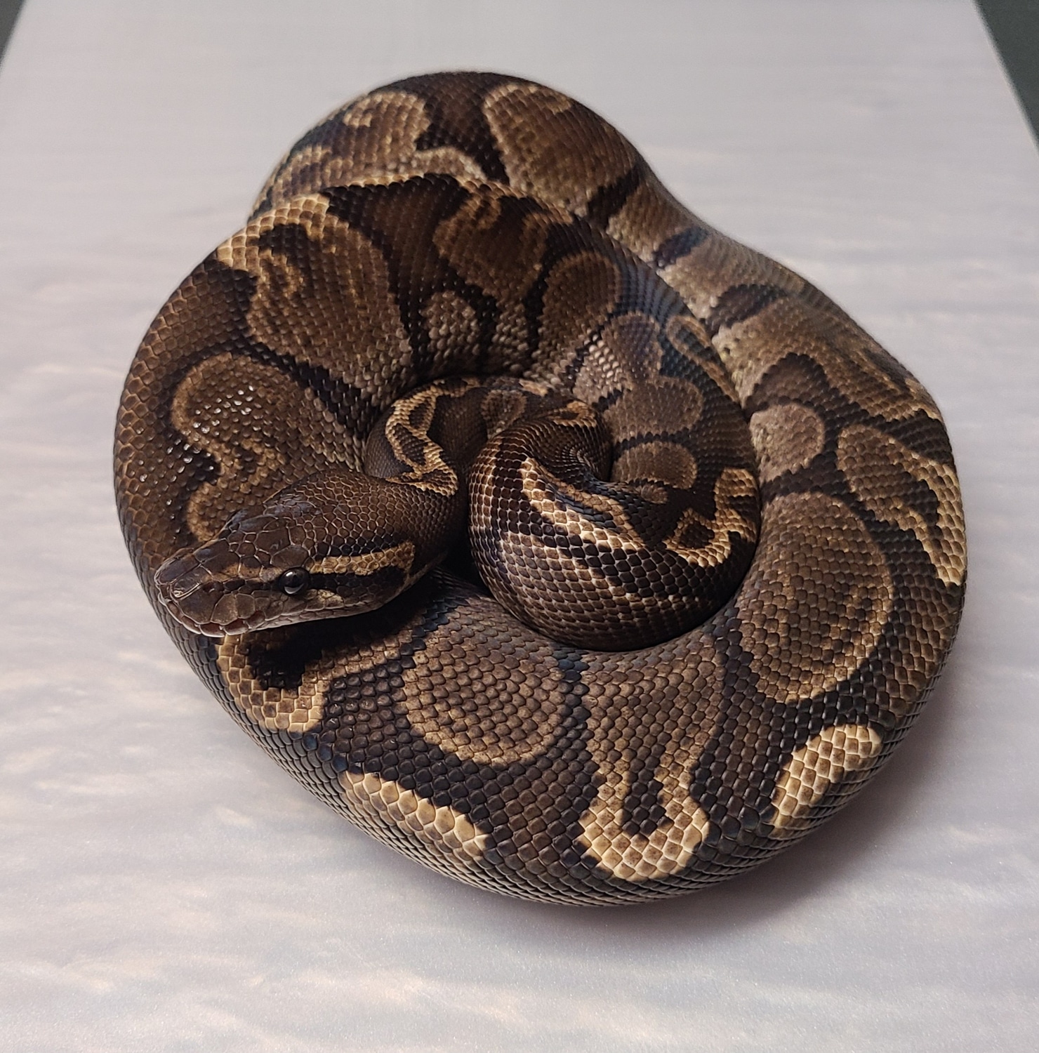 GHI Chocolate Ball Python by Herpin' Harbins - MorphMarket