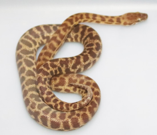 Stimson's Python by Herpin Man