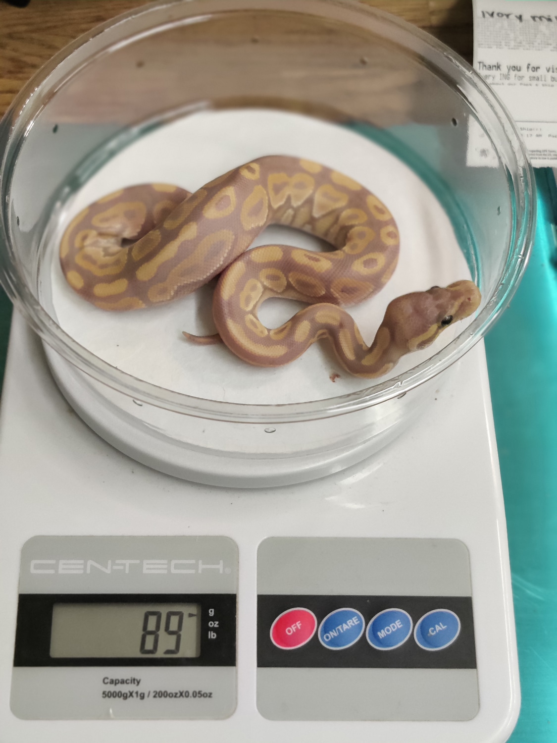 Banana Cinnamon Ball Python by Harvest Exotics MorphMarket