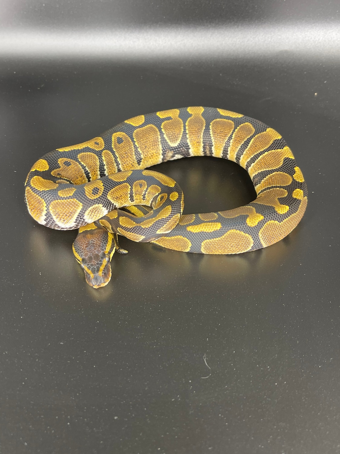 Enchi Ball Python by Herps By Chris - MorphMarket