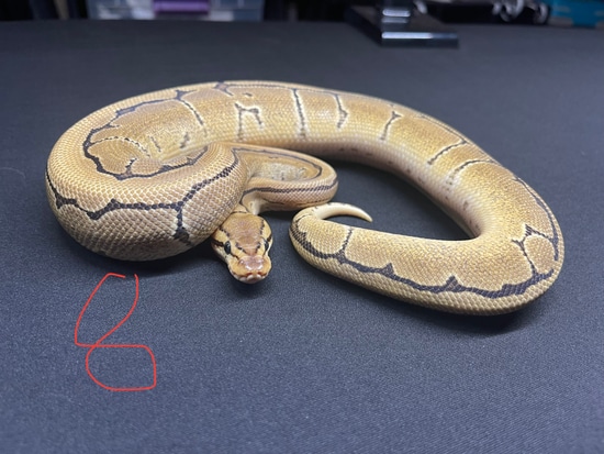 Firing Pin Or Disco Pin Ball Python by Spirit Serpents
