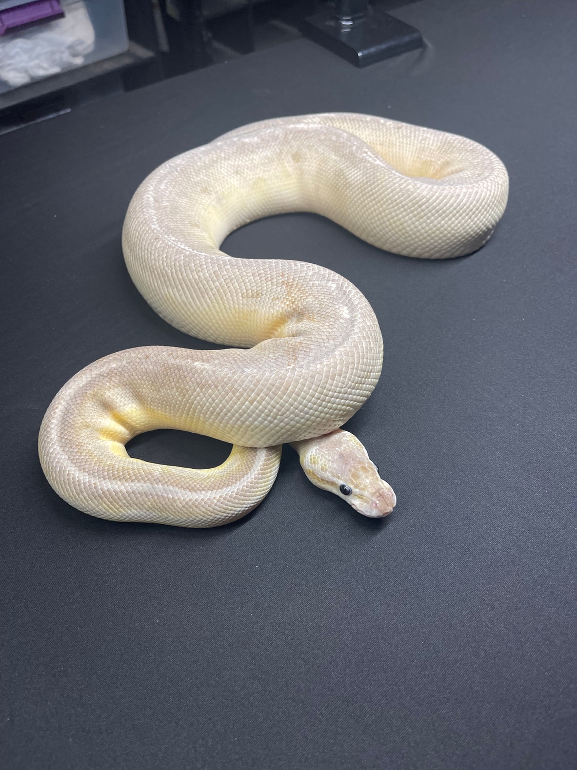 19 Silver Streak Lesser Ball Python by Herps By Chris - MorphMarket
