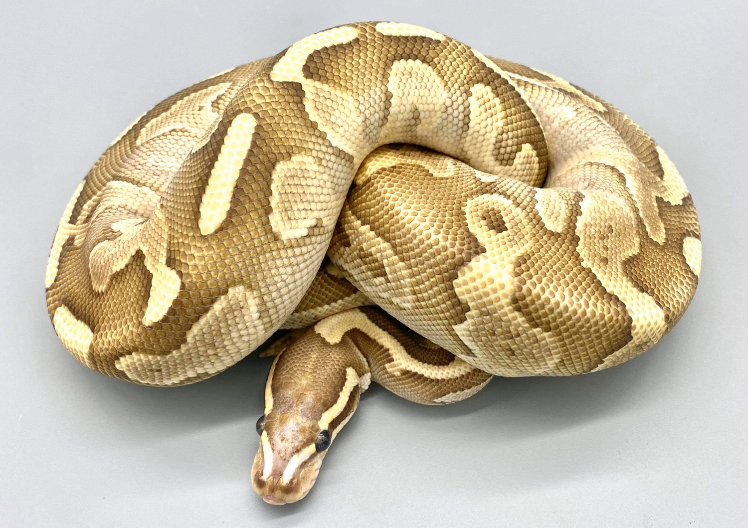 Scaleless Head Butter Fire Ball Python by Herps Etc Reptiles - MorphMarket