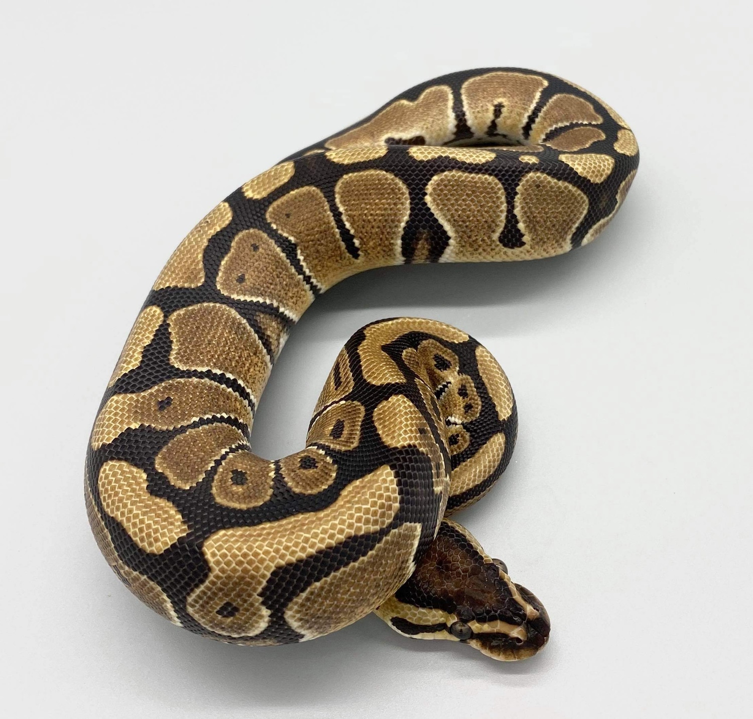 Het Sunset Ball Python by Herps Etc Reptiles - MorphMarket