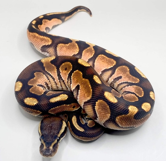 Cinnamon Enchi Het Sunset Ball Python by Herps Etc Reptiles