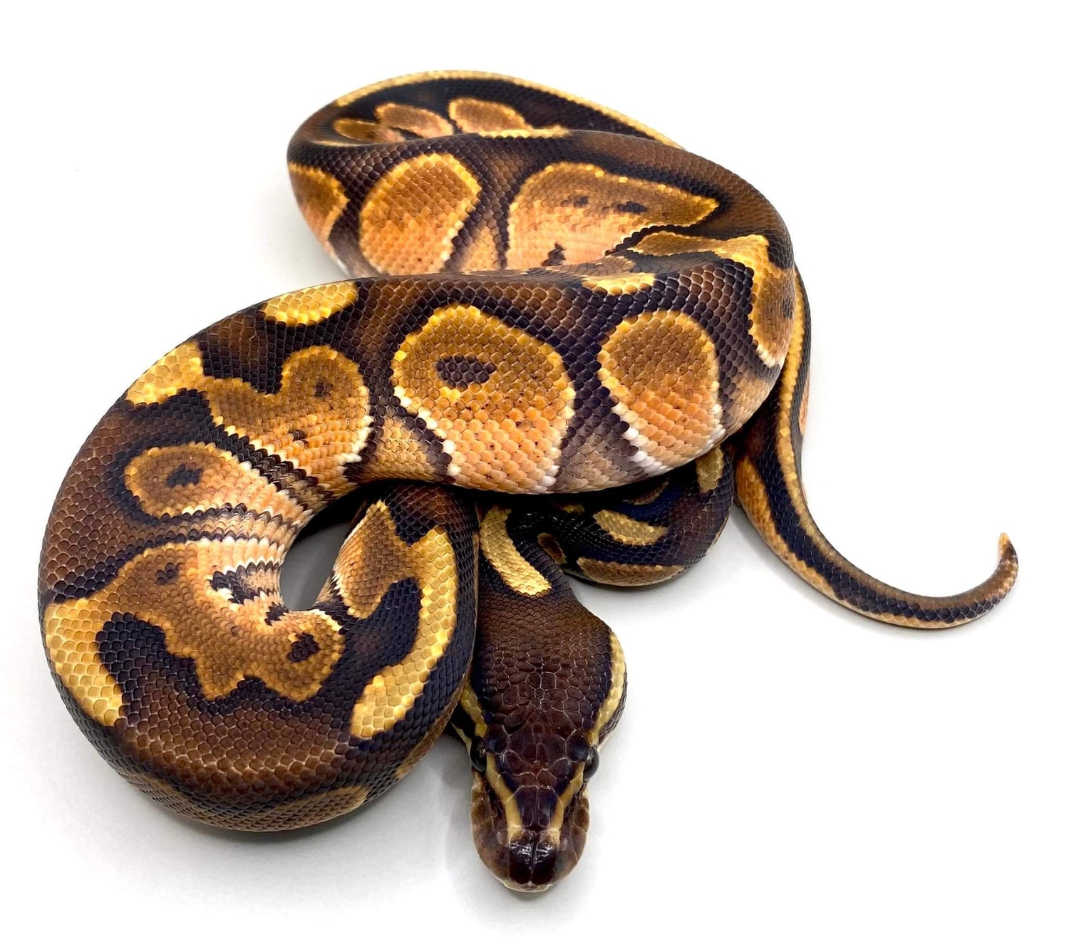 Cinnamon Enchi Het Sunset Ball Python by Herps Etc Reptiles - MorphMarket