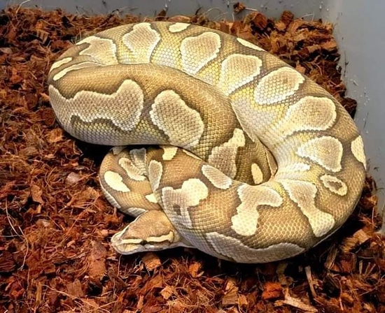 Lesser Het Sunset Ball Python by Herps Etc Reptiles