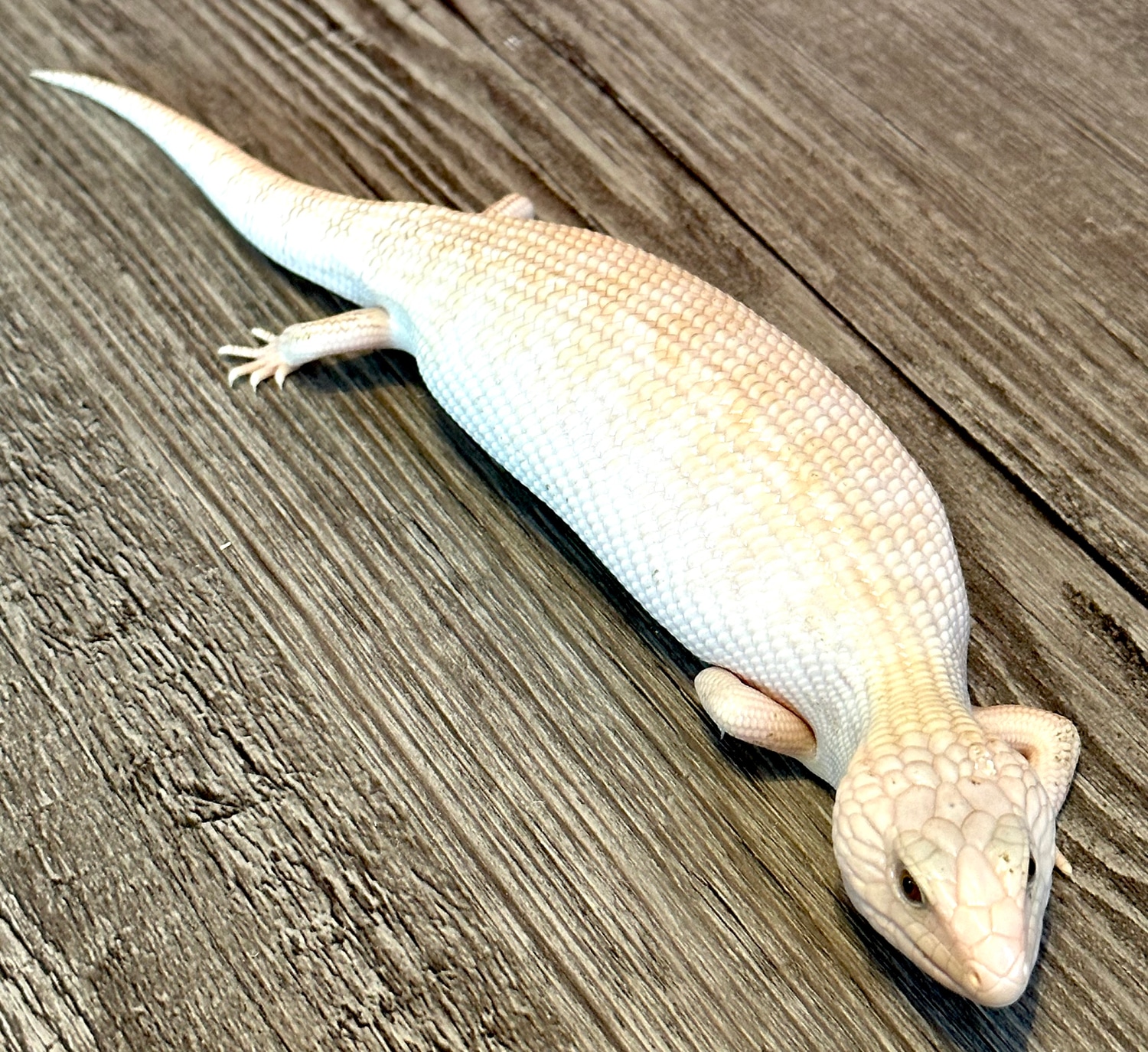 Ivory Blue Tongue Skink Northern BlueTongued Skink by Herps Etc Reptiles MorphMarket