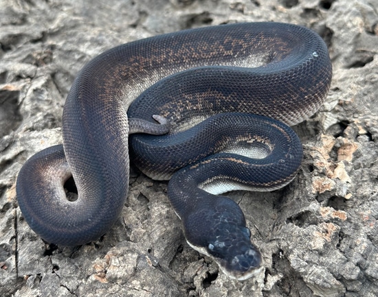 black pastel bongo ball python by freedom breeder -... Bongo Blackhead Black Pastel %100 Het Clown Ball Python by Herps Etc ...