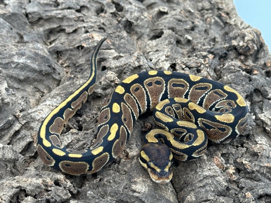 %100 Het Sunset Ball Python by Herps Etc Reptiles