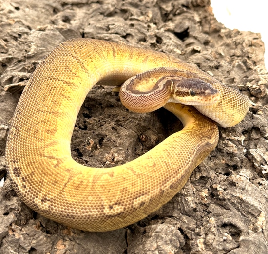 Sunset Orange Dream Ball Python by Herps Etc Reptiles