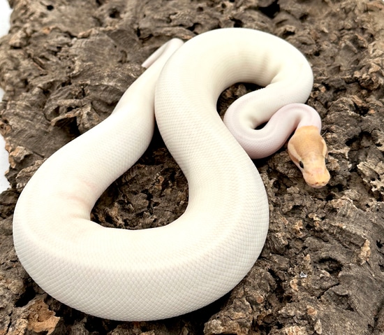 Pinto Ball Python Pied Banana Russo (Pinto) Ball Python by Herps Etc Reptiles