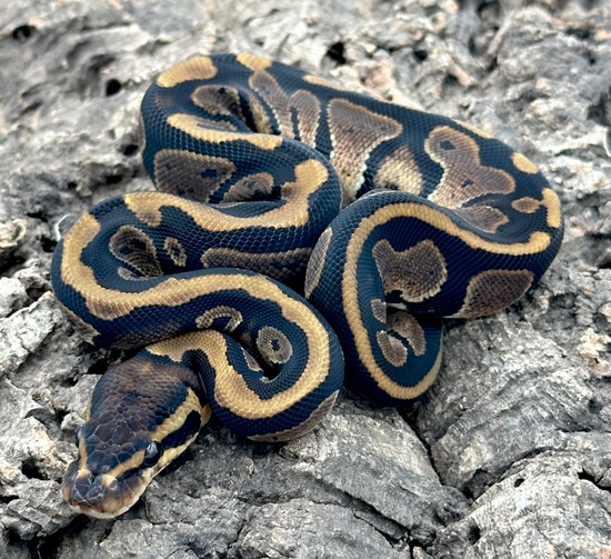 %100 Het Sunset Ball Python by Herps Etc Reptiles