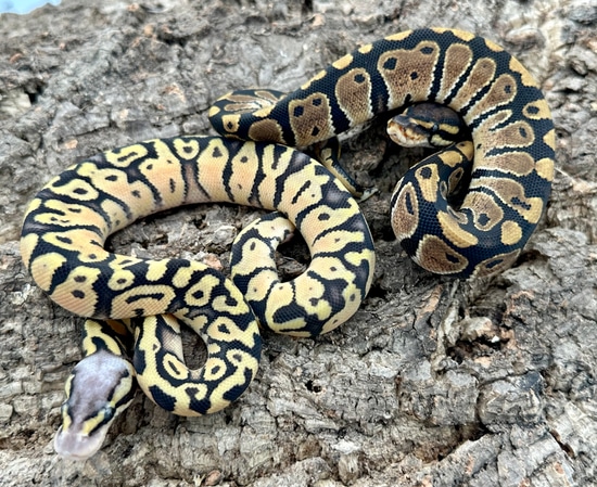 1.1 %100 Double Het Zebra Desert Ghost Ball Python by Herps Etc Reptiles