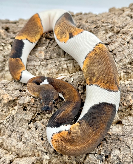 PIED SUMA Ball Python by Herps Etc Reptiles