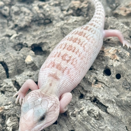 Ivory Northern Blue Tongue Skink Northern Blue-Tongued Skink