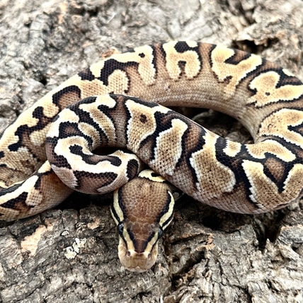 Zebra Russo Fire Ball Python