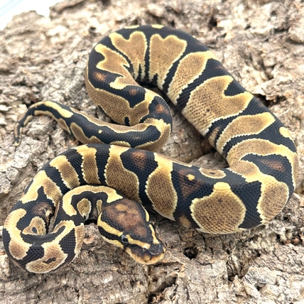 ZEBRA Ball Python