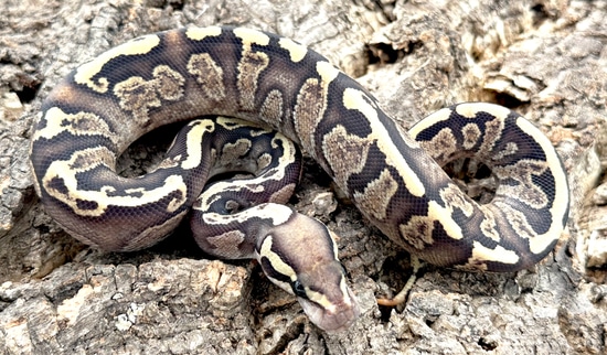 Ghi Fire %100 Het Zebra Ball Python by Herps Etc Reptiles
