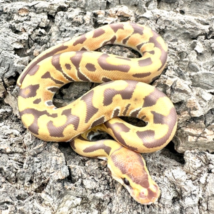 Puzzle Ultramel Ball Python