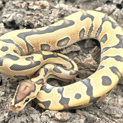 Puzzle Hypo (Ghost) Ball Python