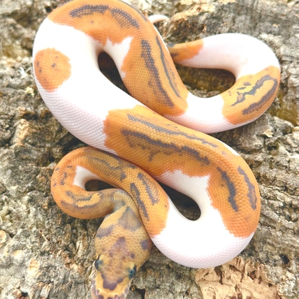 Pied Clown Hypo (Ghost) Ball Python