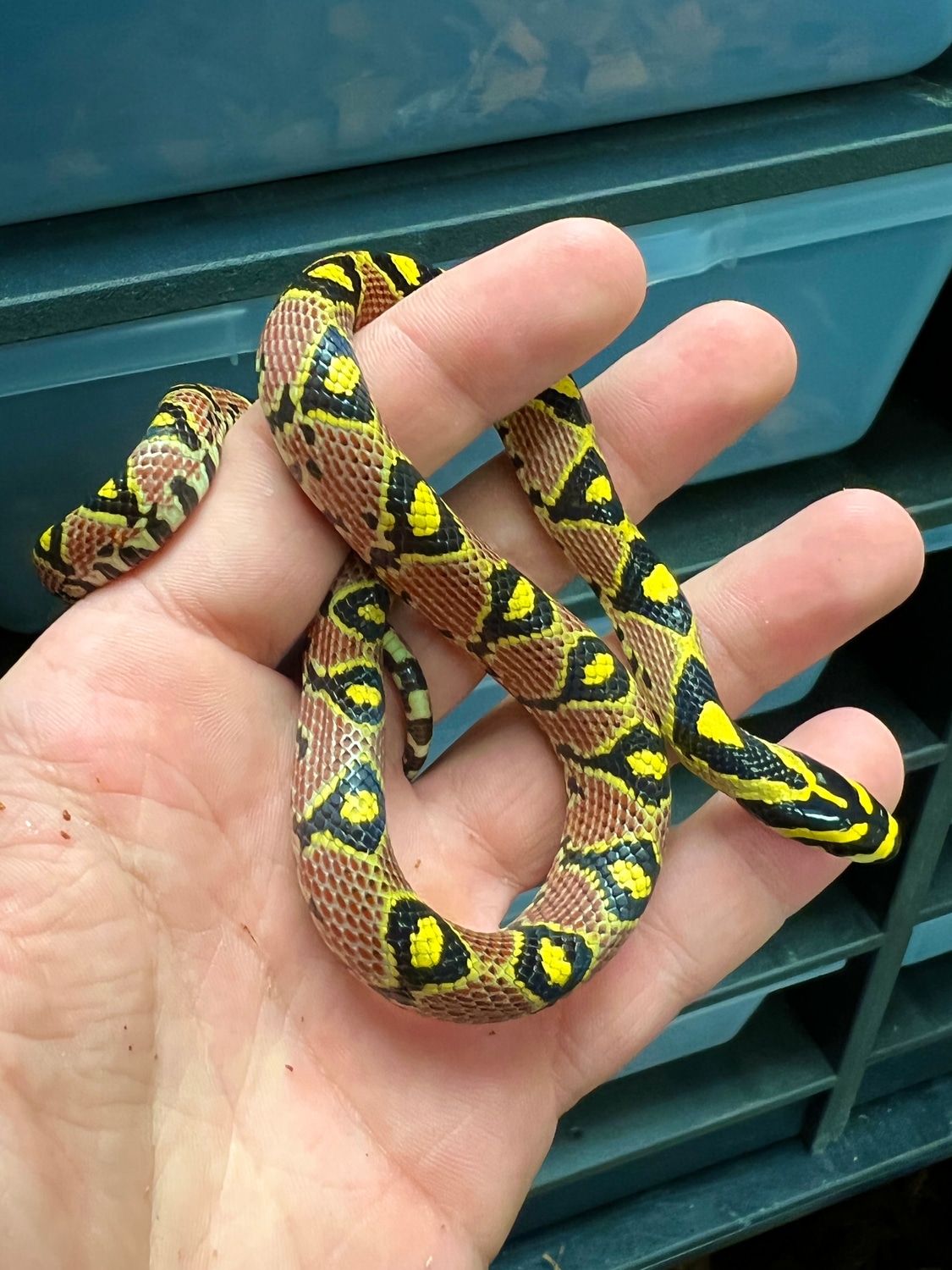 Red Phase Mandarine Mandarin Rat Snake by HerpTime - MorphMarket