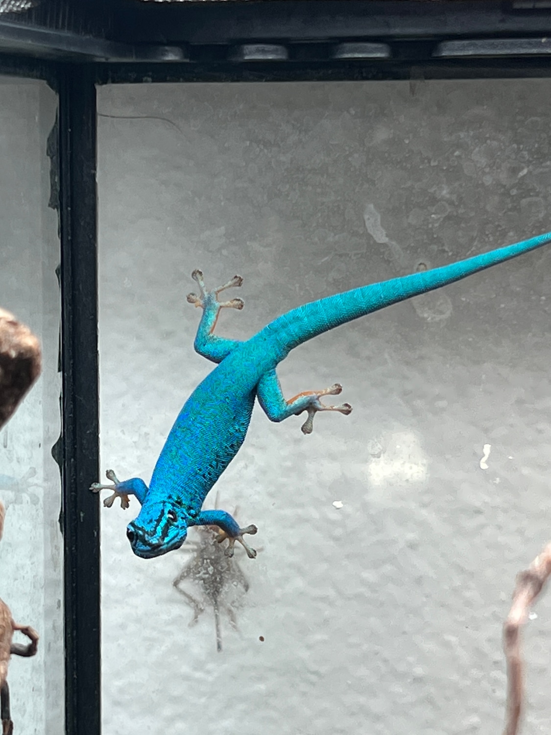 Young Electric Blue Day Gecko by HerpTime MorphMarket