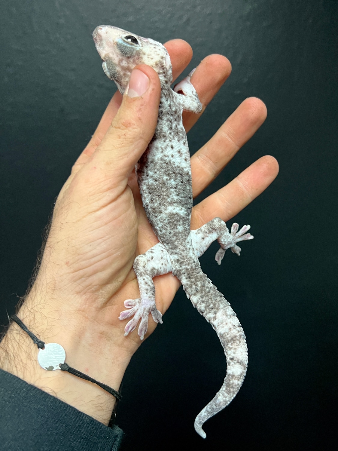 Pied Female RTB Tokay Gecko by HerpTime MorphMarket