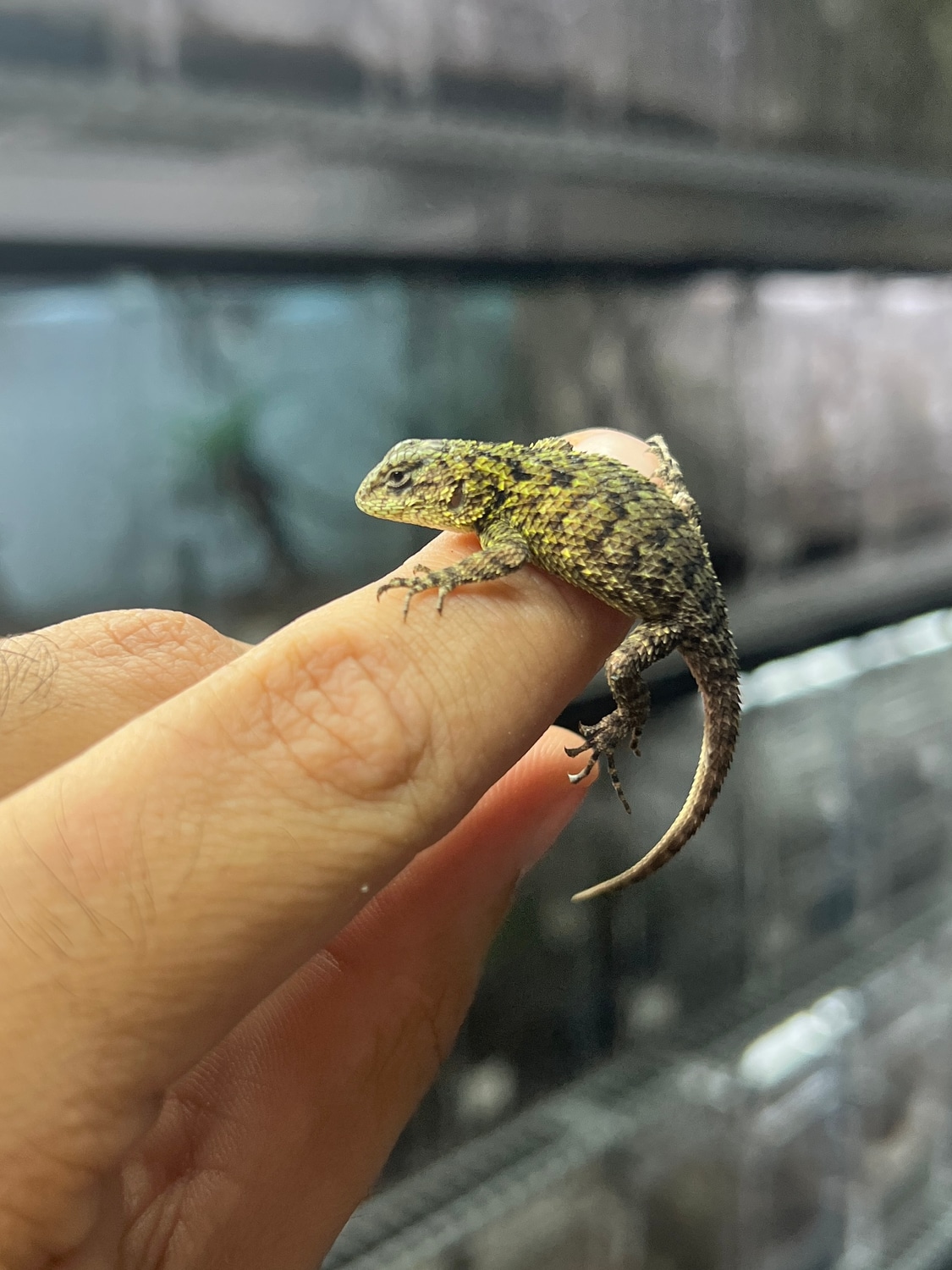 Emerald Swift More Lizard by HerpTime MorphMarket