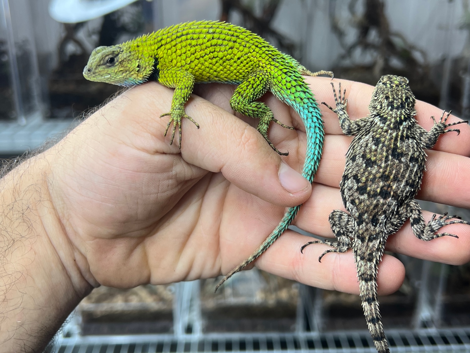 Emerald Swift Pairs/Trios More Lizard by HerpTime MorphMarket