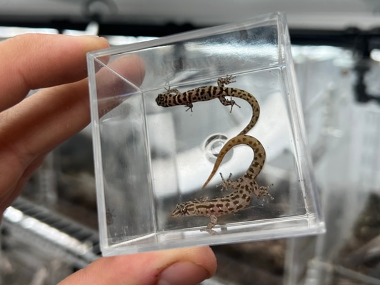 Pair Sphaerodactylus Sputator More Gecko by HerpTime