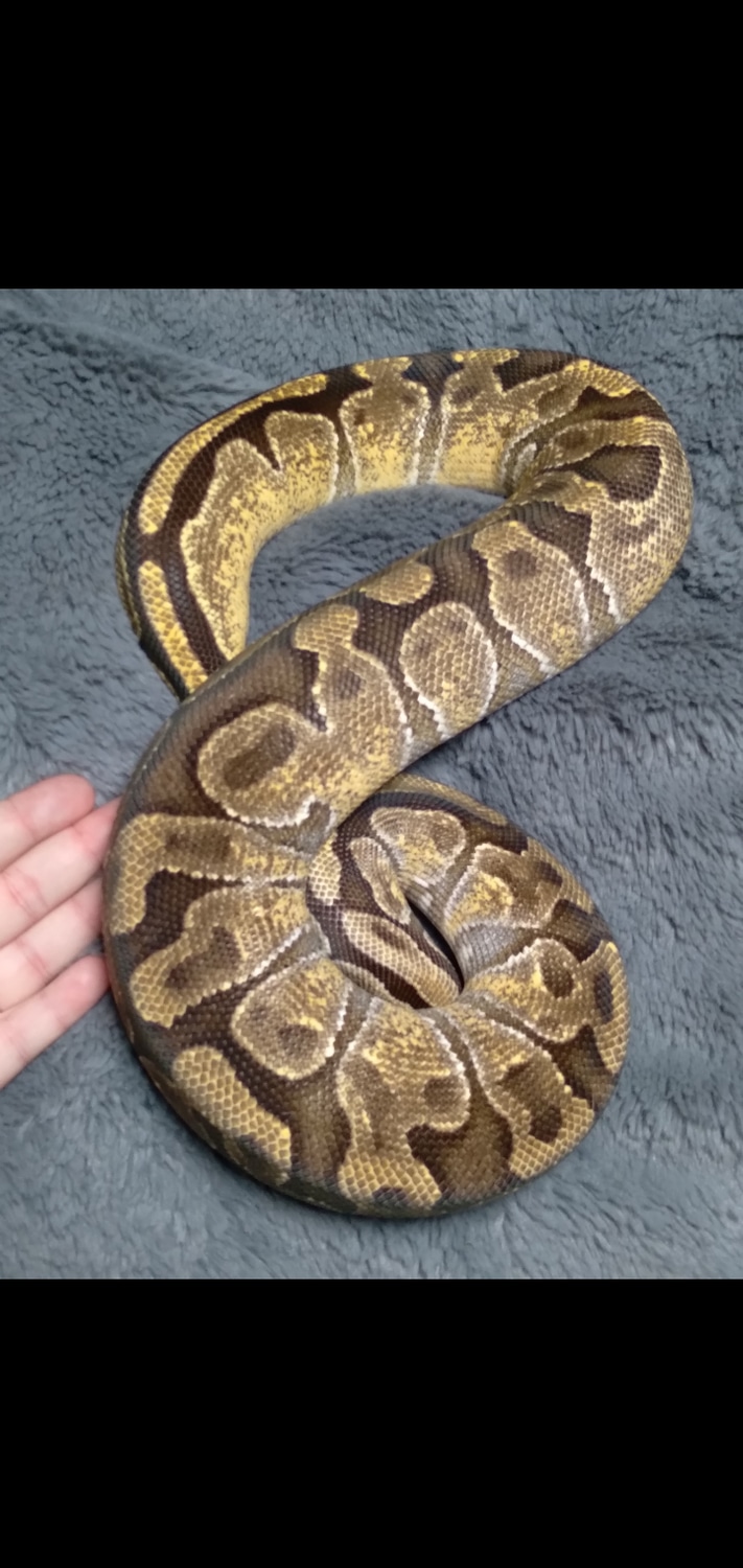 Enchi Fire Ball Python by Hershey Exotics - MorphMarket